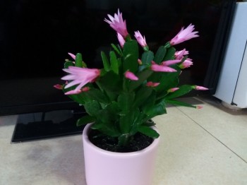 20180308_070632.jpg