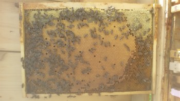 20180414_163127_800x450.jpg