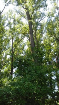 IMG_20180606_14867.jpg