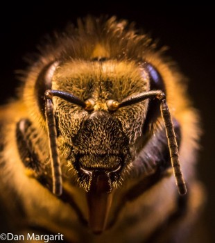 bee head 1-1a.jpg