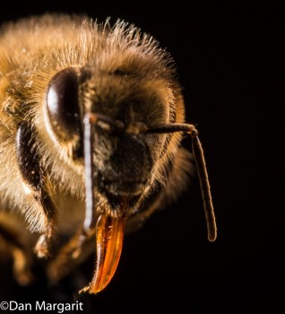 bee head 4-1a.jpg