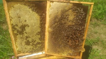 452054000_1033941891666129_8861194468102748291_n.jpg