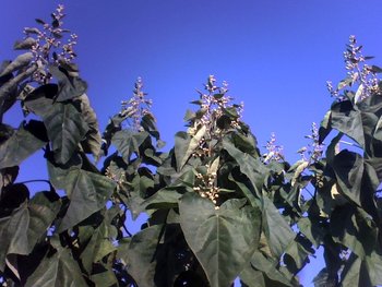Inflorescente de paulownia, la 14.10.2011.jpg