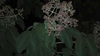 2011-09-15_20-00-52_624.jpg