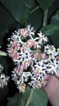 2011-09-18_19-42-55_757-01.jpg