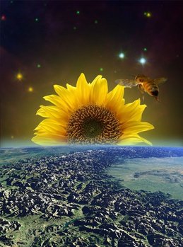 Sunflower-Space-Sunrise-37190.jpg