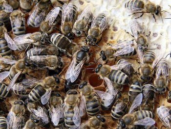 800px-Bienenkoenigin3.jpg