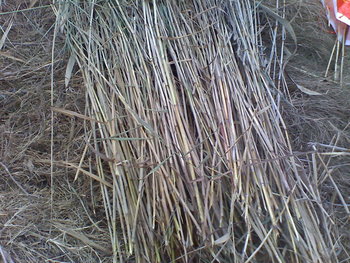 Foto_0876.jpg