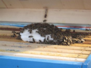 IMG_0852 (Medium).JPG