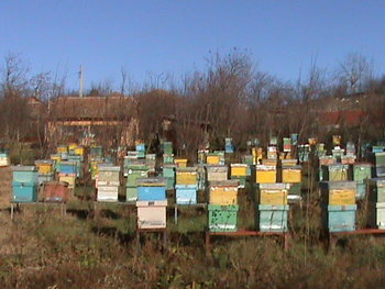 Picture 003.jpg