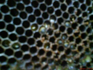 DSC03159.jpg