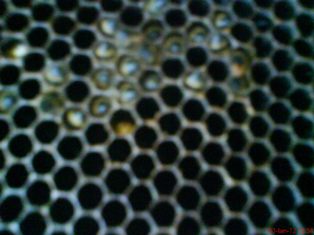 DSC03158.jpg