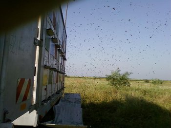 Fotografii-0215 (Medium).jpg