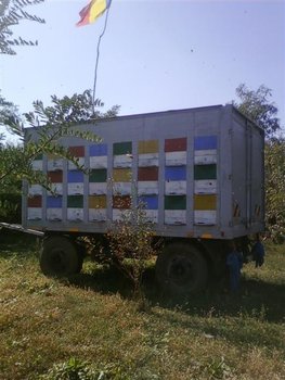 Fotografii-0311 (Medium).jpg