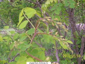 ok_106824.jpg (63.03 KiB) Vizualizat de 4205 ori ok_106824.jpg