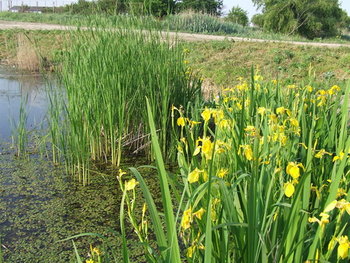 Stanjenei(irisi).jpg