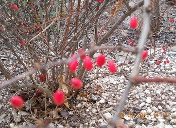 rsz_5dscn2540.jpg
