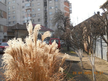 rsz_dscn2547.jpg