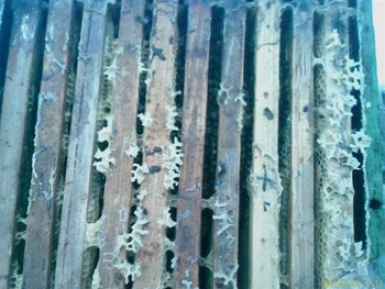 IMAG0013 (Large).jpg