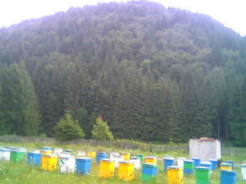 Ghiţă000 (2).jpg (18.07 KiB) Vizualizat de 3930 ori Ghiţă000 (2).jpg