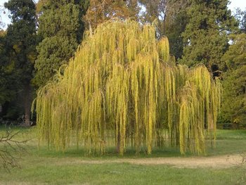 salix.jpg