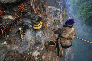 Bee-Nepal-063.jpg