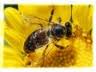 Avatar utilizator