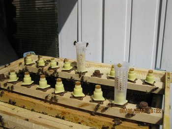 IMG_2903.jpg