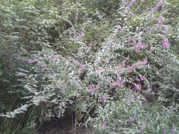 floare.jpg