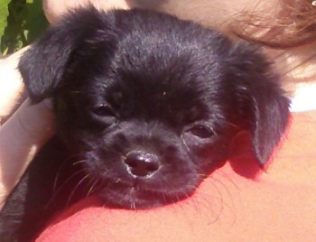 Bella.jpg