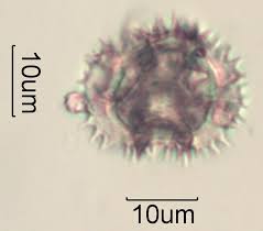 microscop.jpg