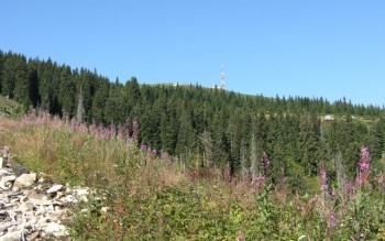 IMG_7446.jpg