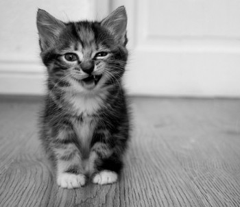 bampw-black-amp-white-black-and-white-blackandwhite-cat-Favim.com-324133.jpg