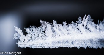 frost macro 1-1a.jpg