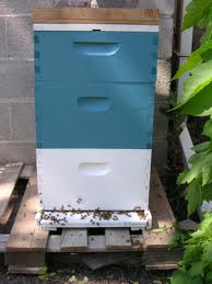 hive.jpg