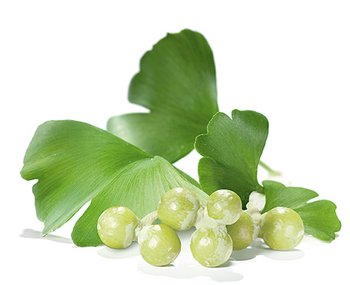 frunze%20ginkgo%20biloba.jpg
