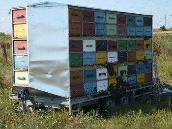 P1020192 (Copy).JPG